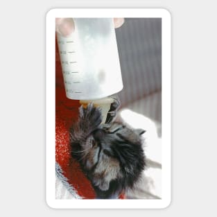 New photo de  " Zazou " Cat - Chat  4 (c)(t)  Olao-Olavia / Okaio Créations Sticker